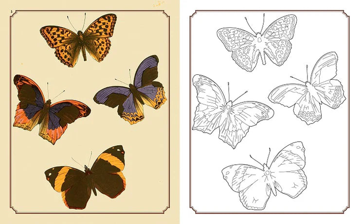 Arcturus | Colouring Book - Amazing Butterflies